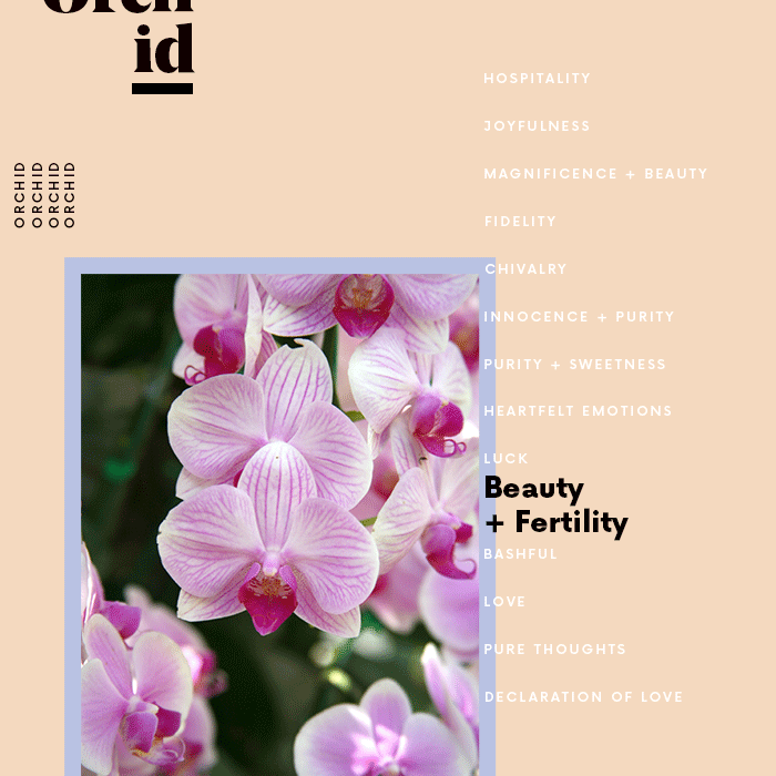 兰花花朵的意思