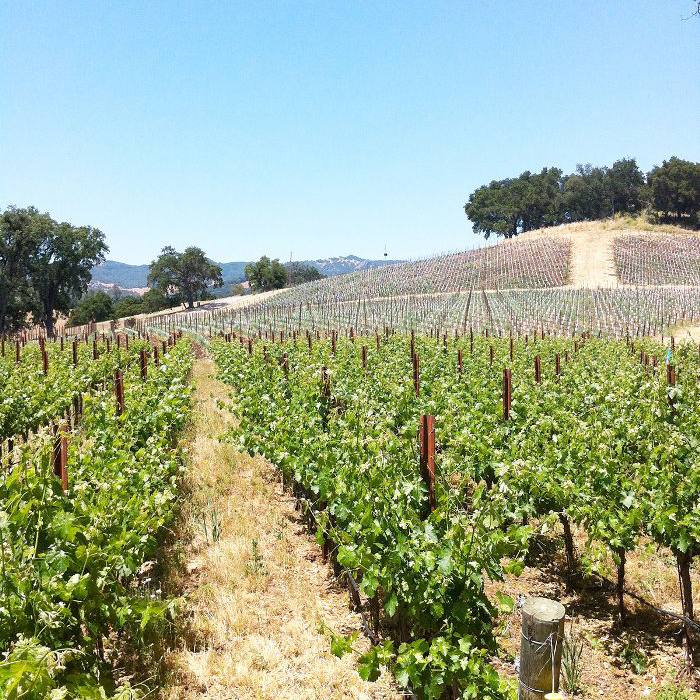 帕索罗伯斯葡萄园