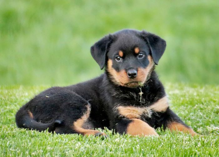 聪明的狗品种 - 罗威