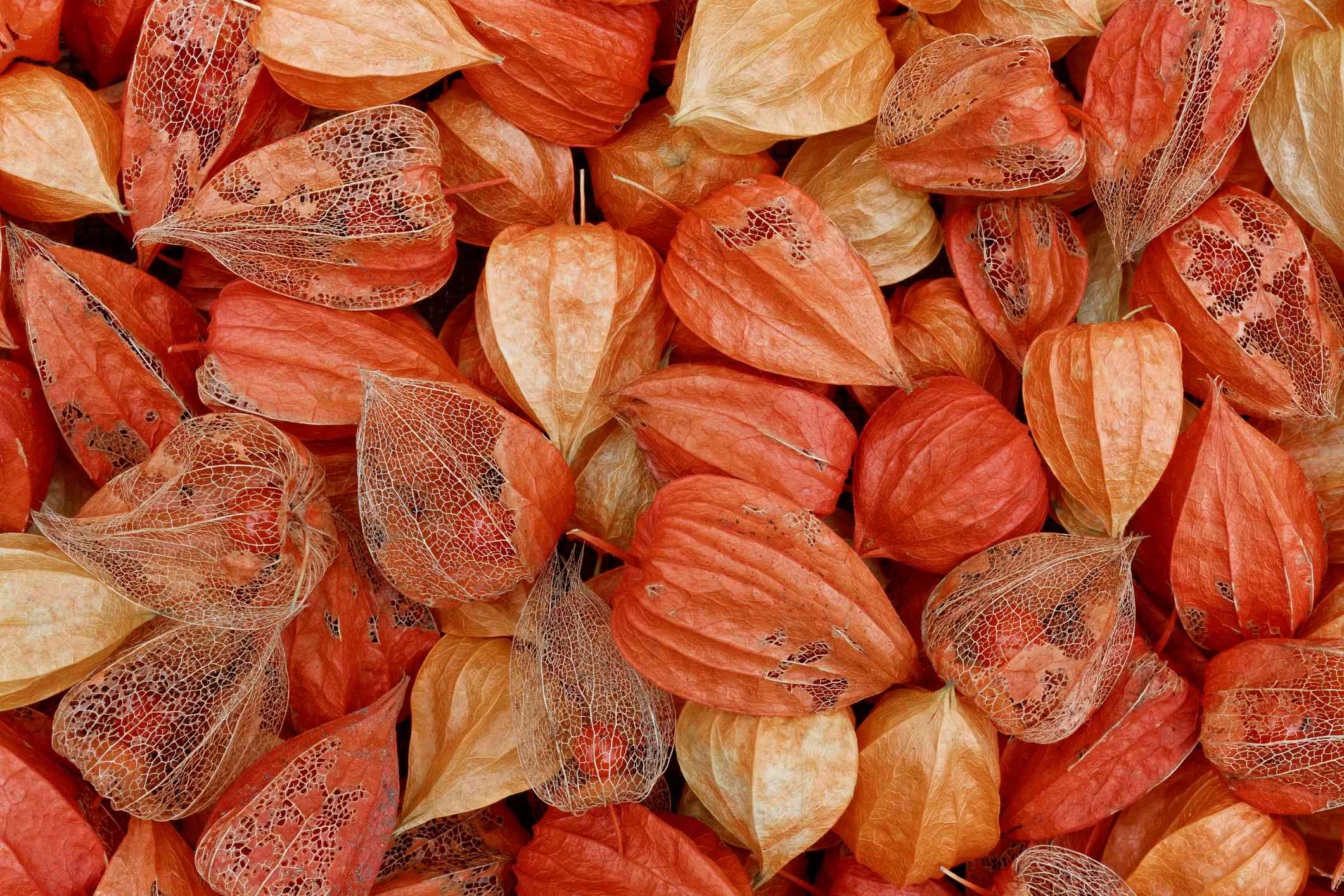 光和深橙色中国灯笼植物壳的全框架顶部图像与一些干燥，以便您可以看到到里面的微小橙色浆果