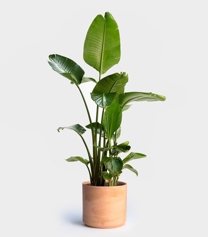 植物的天堂鸟“class=