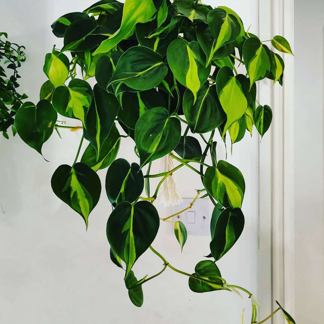 Philodendron Brasil植物在挂篮子