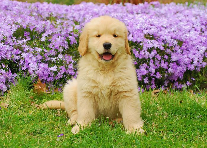 最聪明的犬种 - 金毛寻回