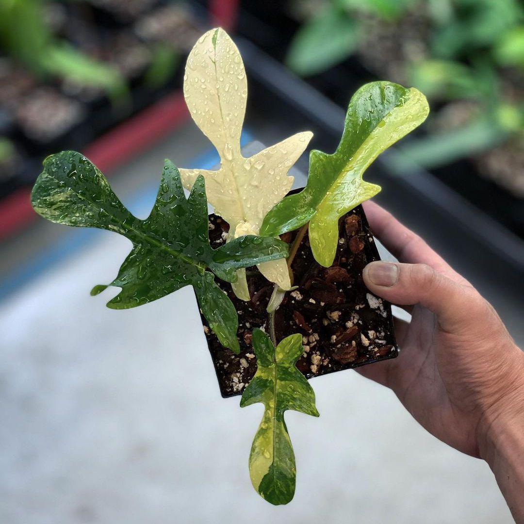 在白人的手举行的罐中的小philodendron佛罗里达美容植物