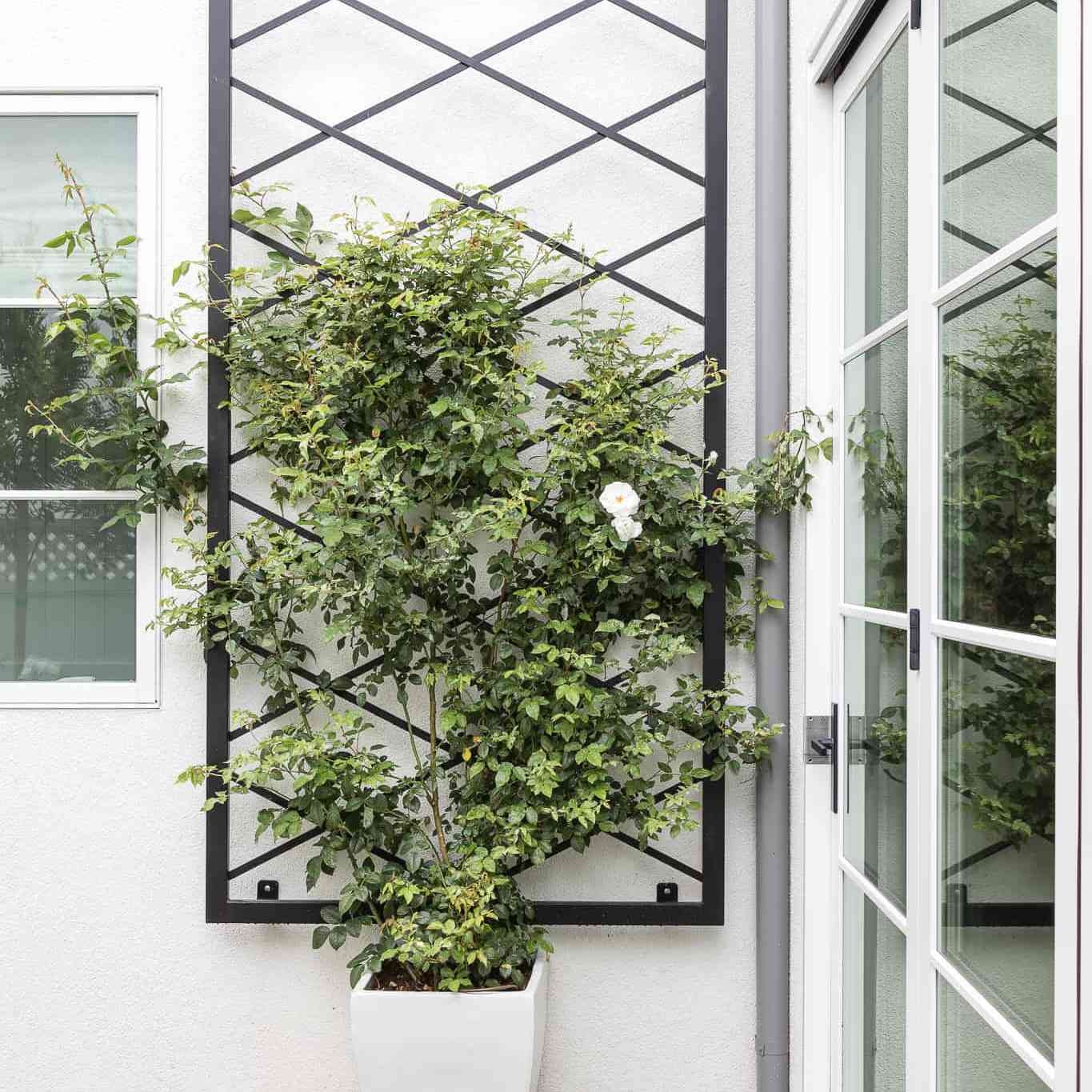 Mindy Gay Withway Clover补丁