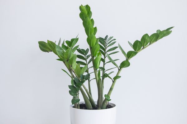 zz plant with long green leaves in white pot against white background
