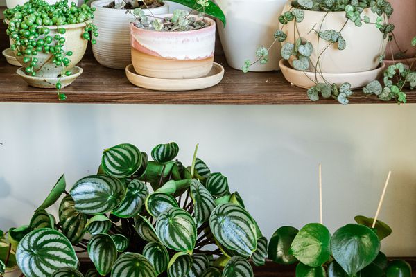 在白色的墙壁前的木架子盆栽植物椒草