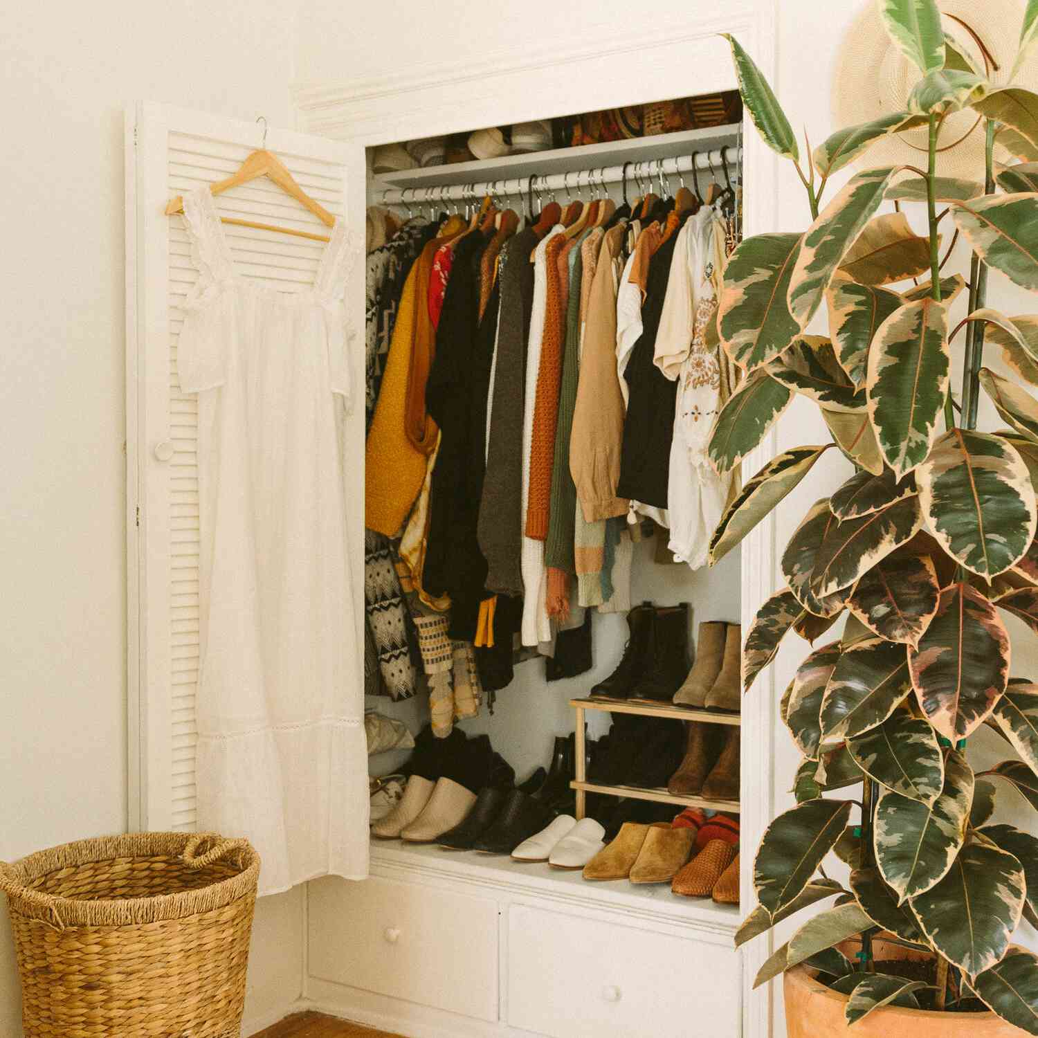 廉价的植物橡胶植物