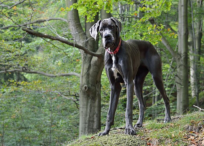 最受欢迎的狗品种——大丹犬