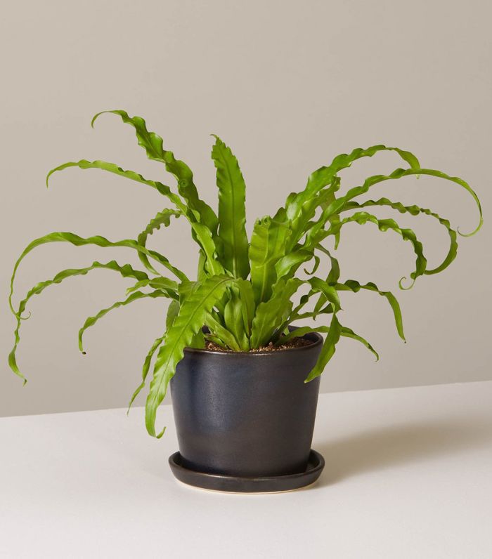 八月播种机窗台鸟巢蕨