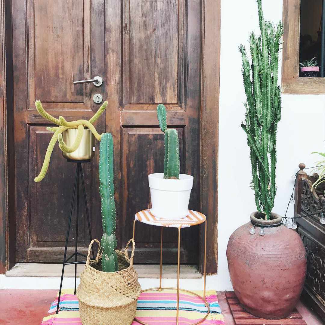 在门廊的户外仙人掌。