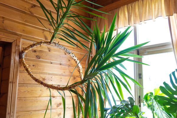 非常大的丝兰树在室内弯曲生长