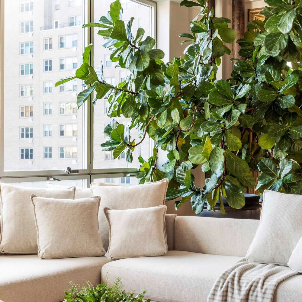 一间有着象牙墙壁和象牙沙发的客厅