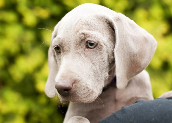 最受欢迎的狗品种-德国短毛指示犬