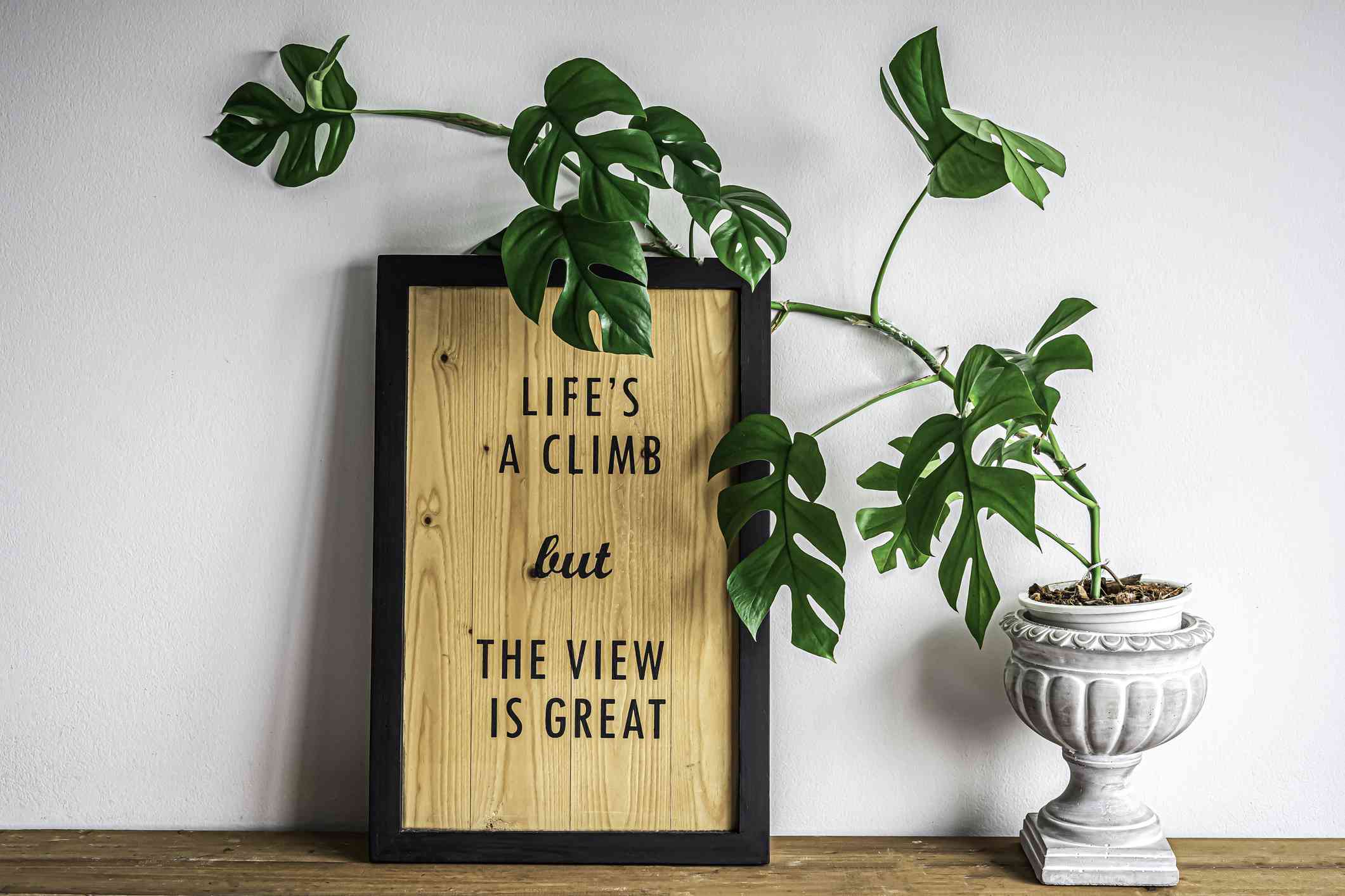 雌性硫酚植物倾斜抗照