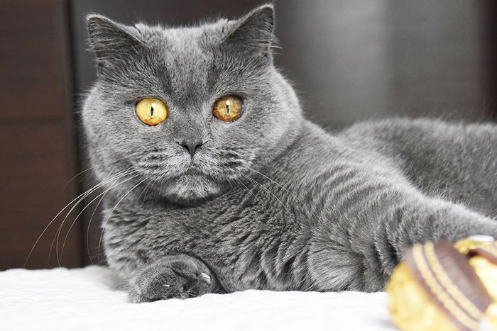 最逗人喜爱的猫品种：英国短毛猫