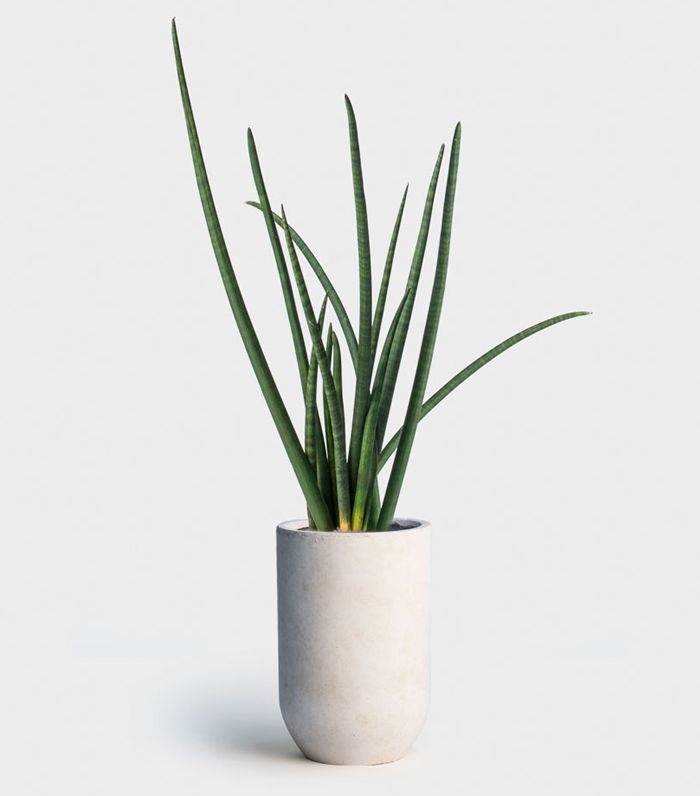 虎尾白茅“class=