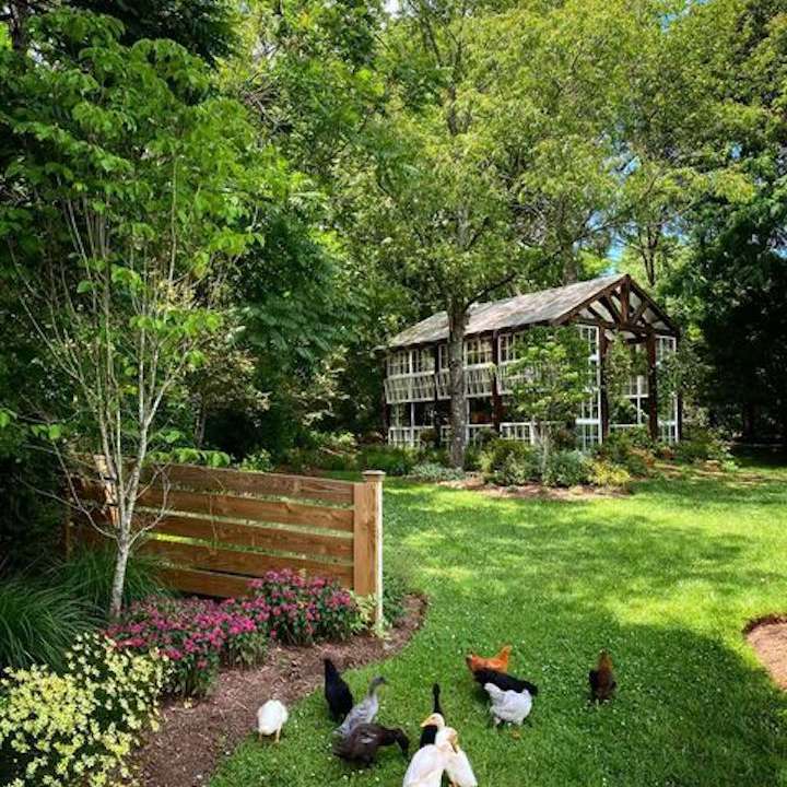 郁郁葱葱的后院有苜蓿地被。