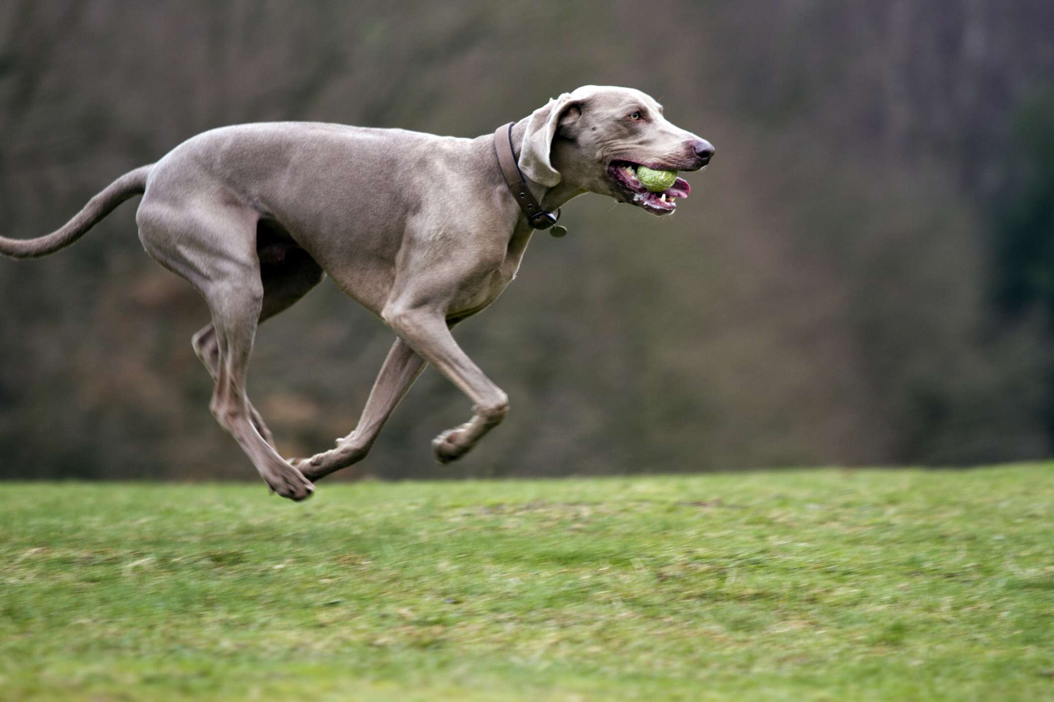 一只魏玛猎犬嘴里叼着球在半空中奔跑。