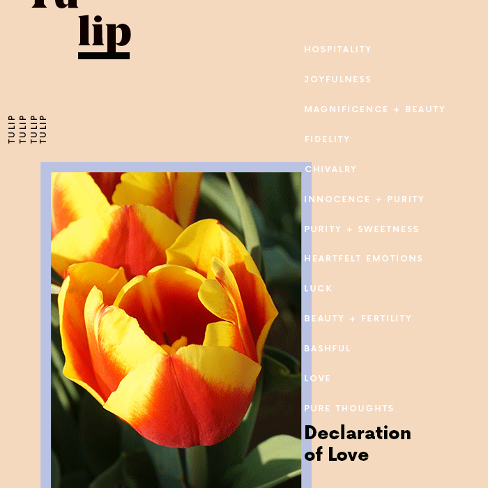 郁金香花的含义