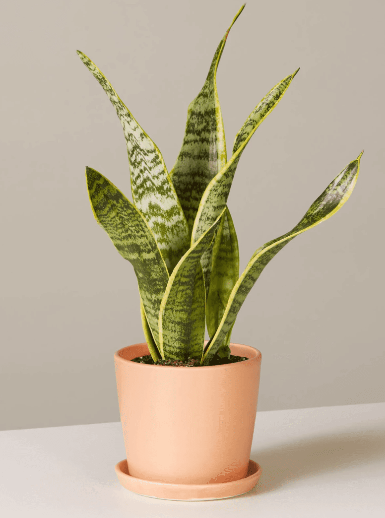 窗台蛇植物“class=