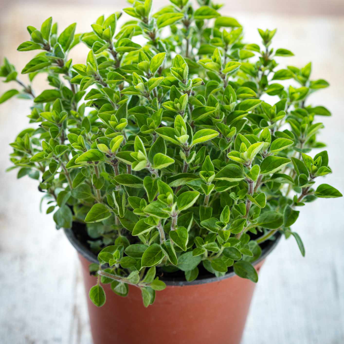 在庭院罐的新鲜的牛至草本