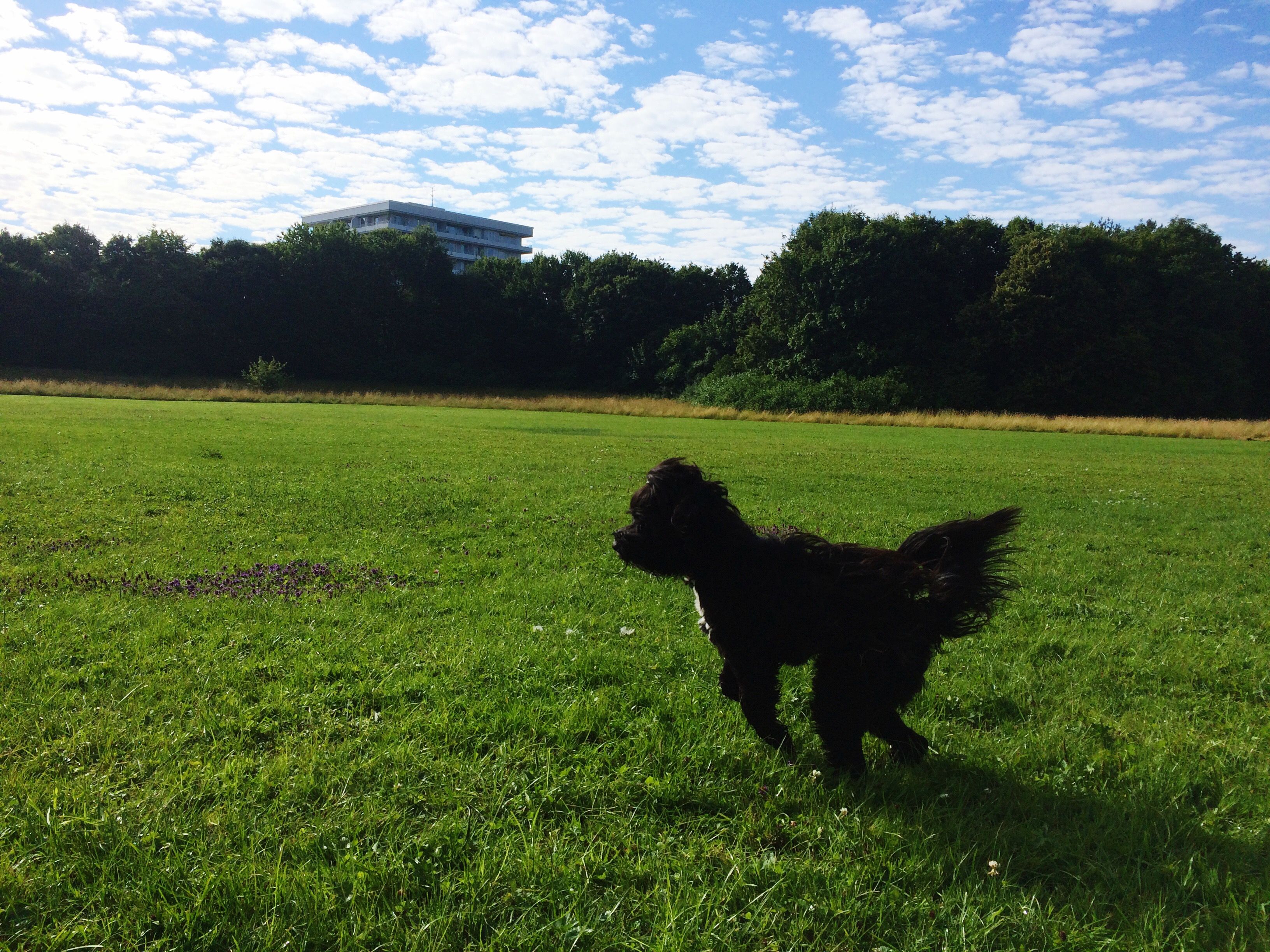 一只在草地上奔跑的西藏小猎犬