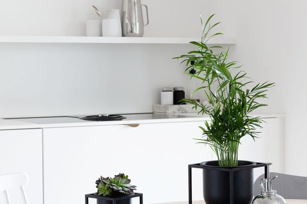 在黑罐的绿色kentia棕榈