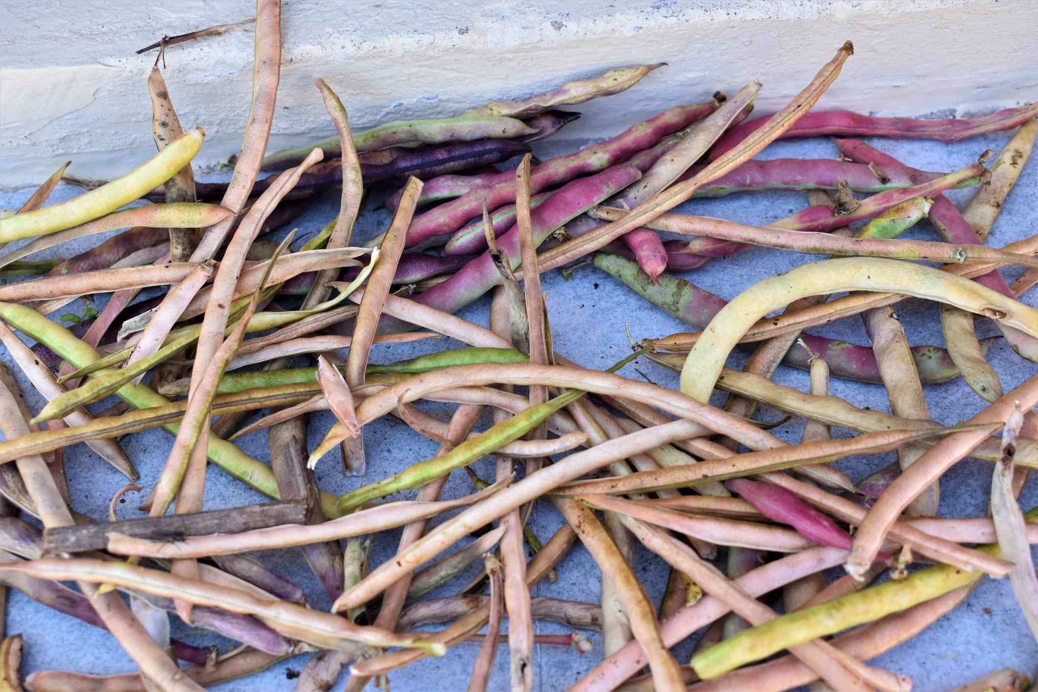 混合棕褐色，粉红色，黄色和绿色豇豆荚在地上