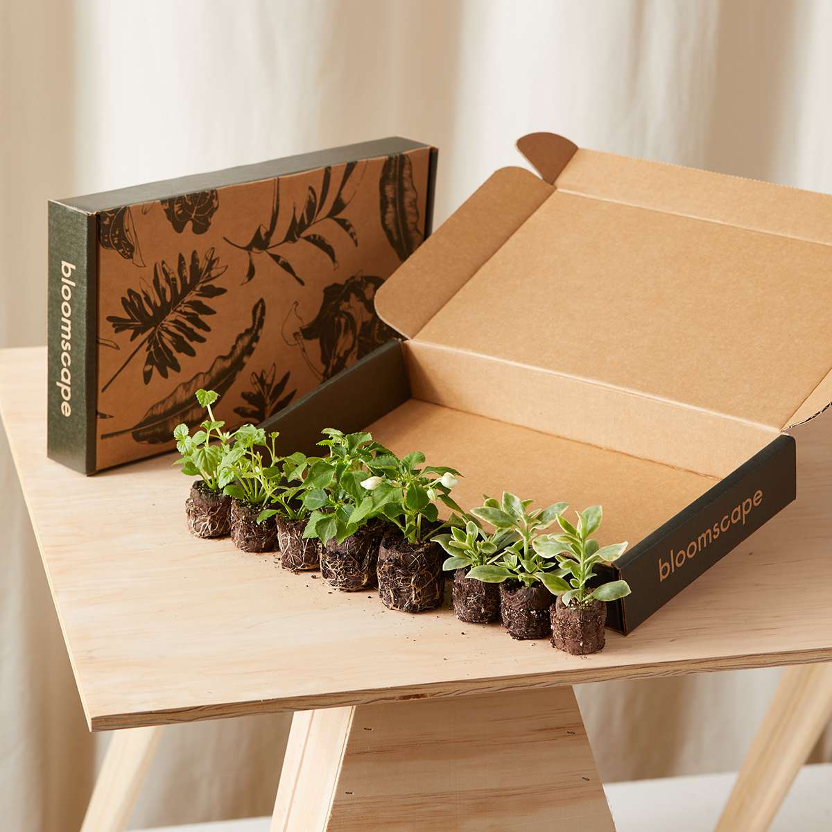 白凤仙花，Torenia和Mezoo混合组合试剂盒