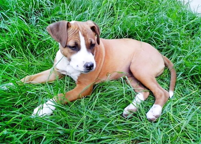 最受欢迎的狗品种-拳击手