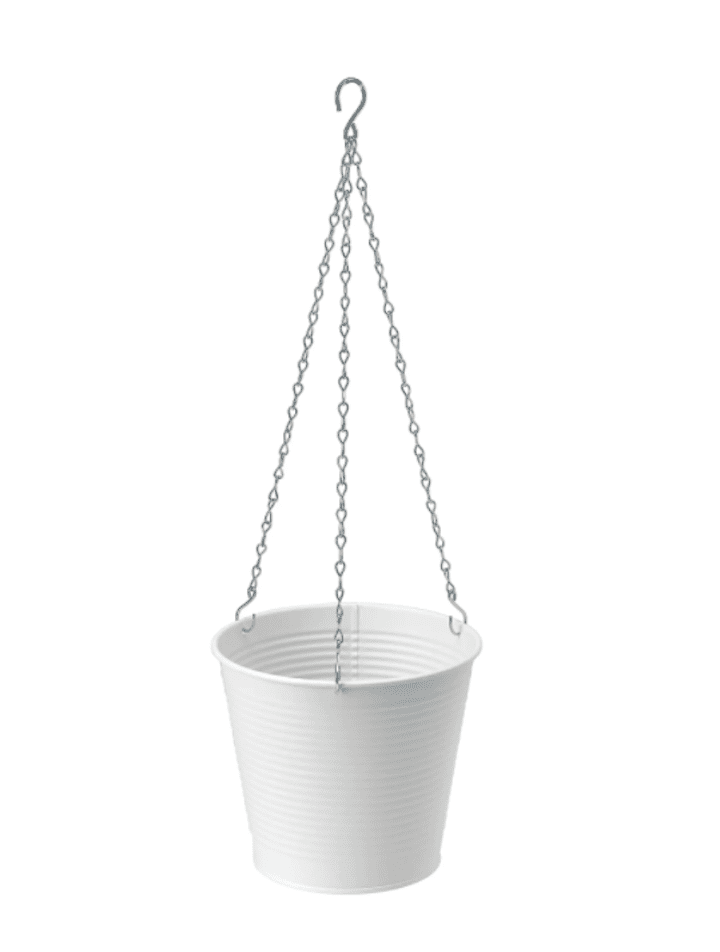 CASHEWAPPLE挂种植园主