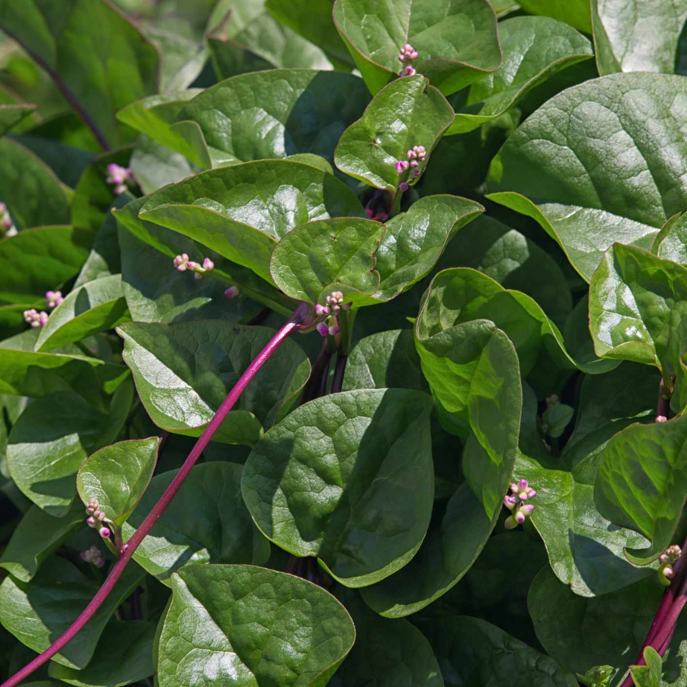 闪亮的绿色马拉巴斯菠菜叶子与深红色的茎和微小的粉红色花