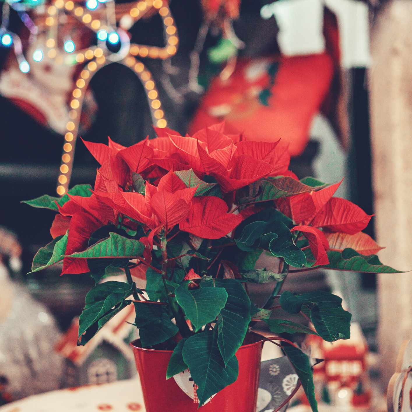 红色和绿色一品红植物在圣诞节装饰前面的红色罐