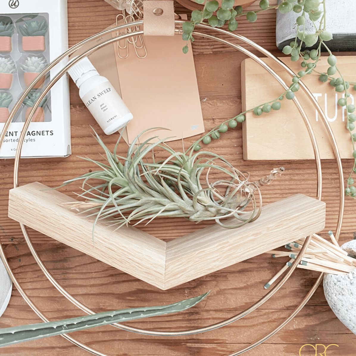 廉价植物球茎空气植物