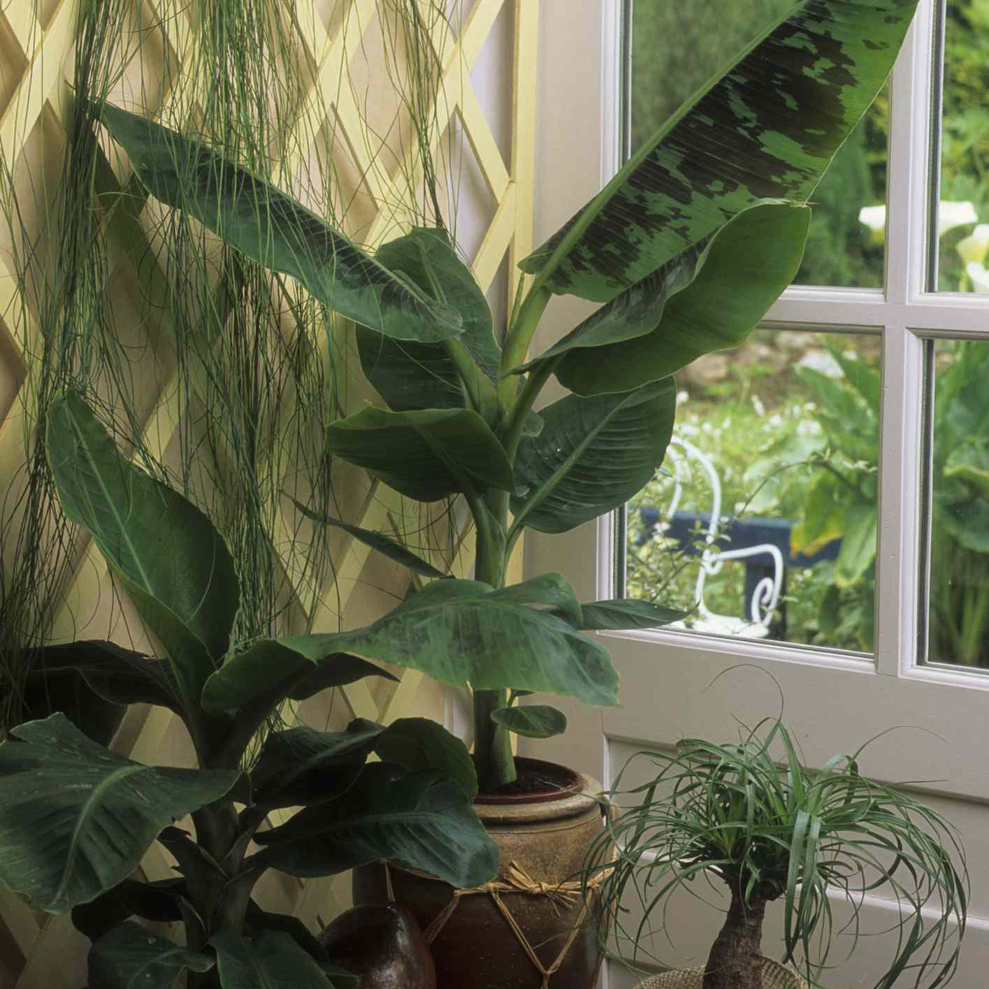 盆栽中的香蕉叶植物与其他室内植物一起放在窗边