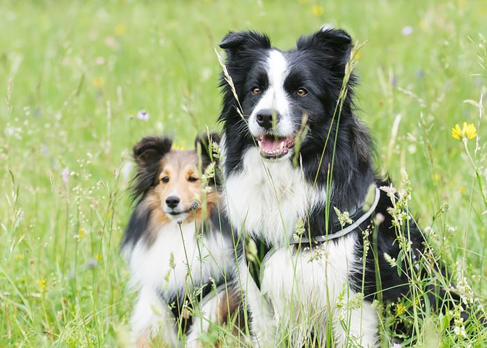 最聪明的犬种 - 边境牧羊犬