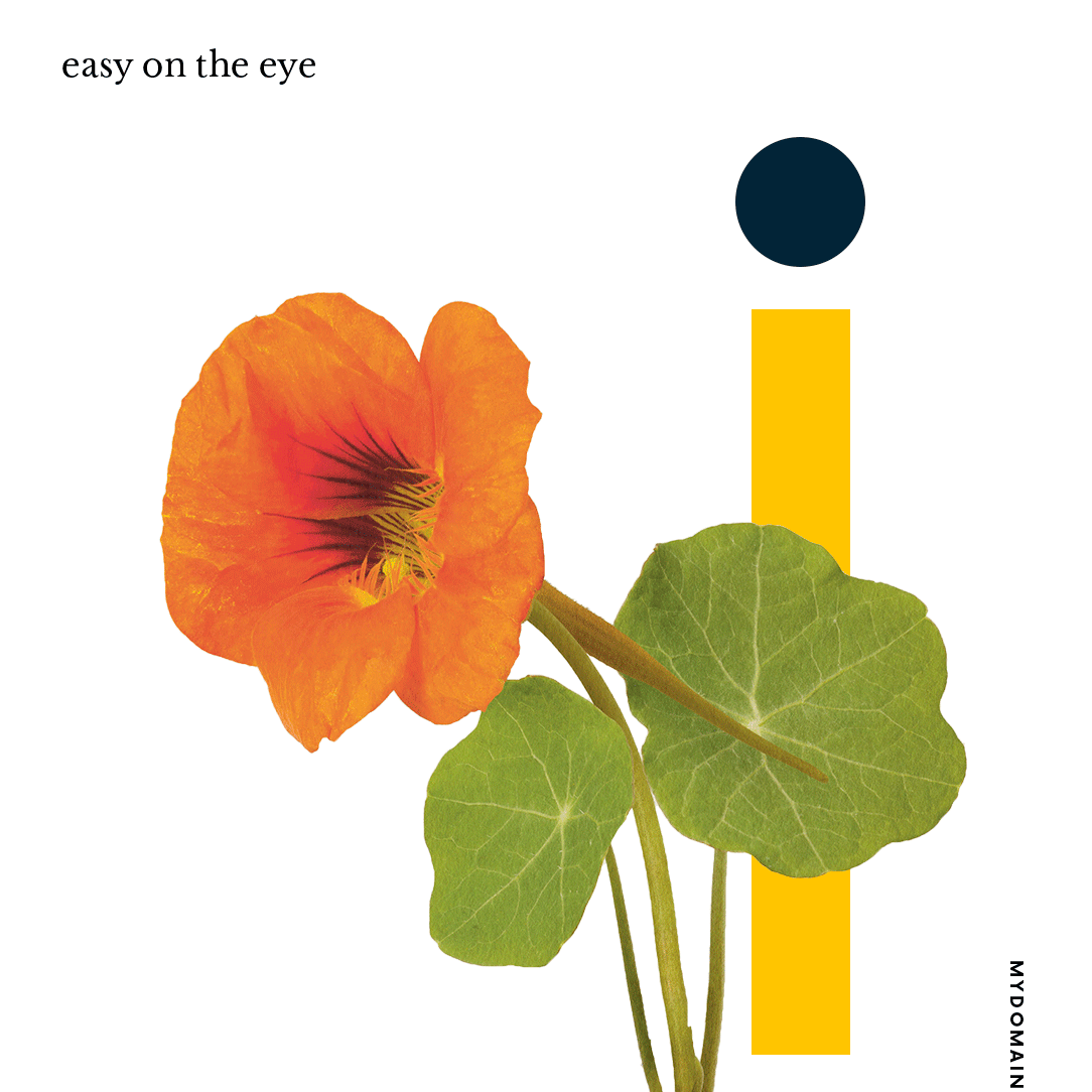 金莲花食用花卉