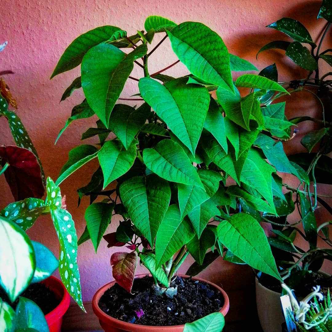 在红墙前面的盆的绿色一品红有其他室内植物的