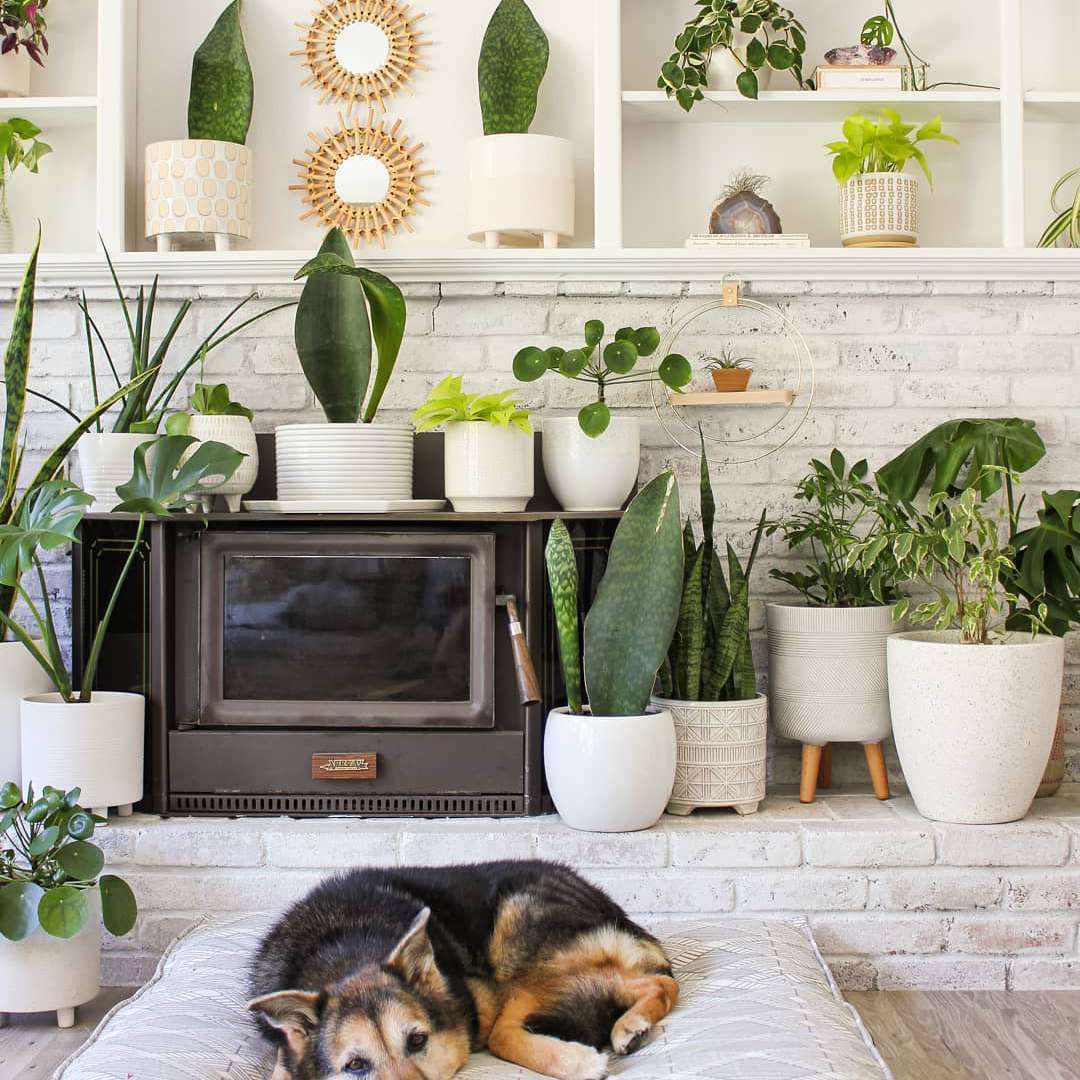 在壁炉的鲸鱼精美的植物