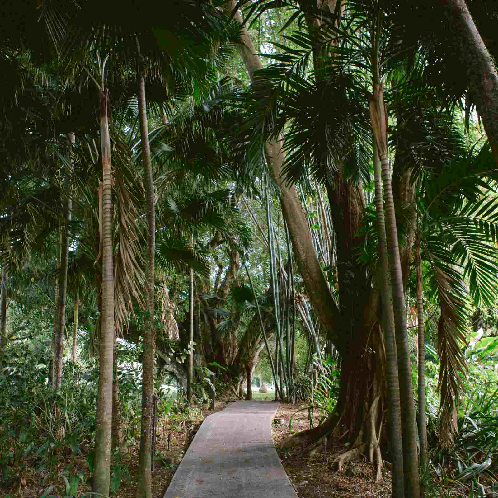 俳句屋地面上的一条小路