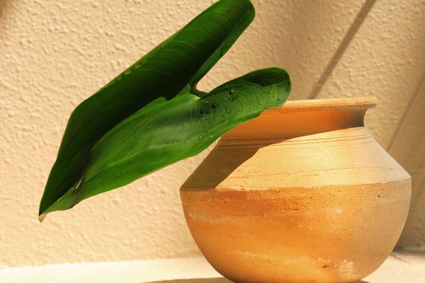 一个绿色克里斯植物在锅里