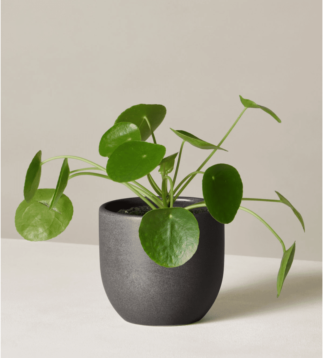 pilea