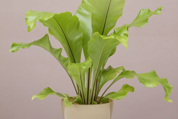 鸟的巢蕨用荷叶边的绿叶