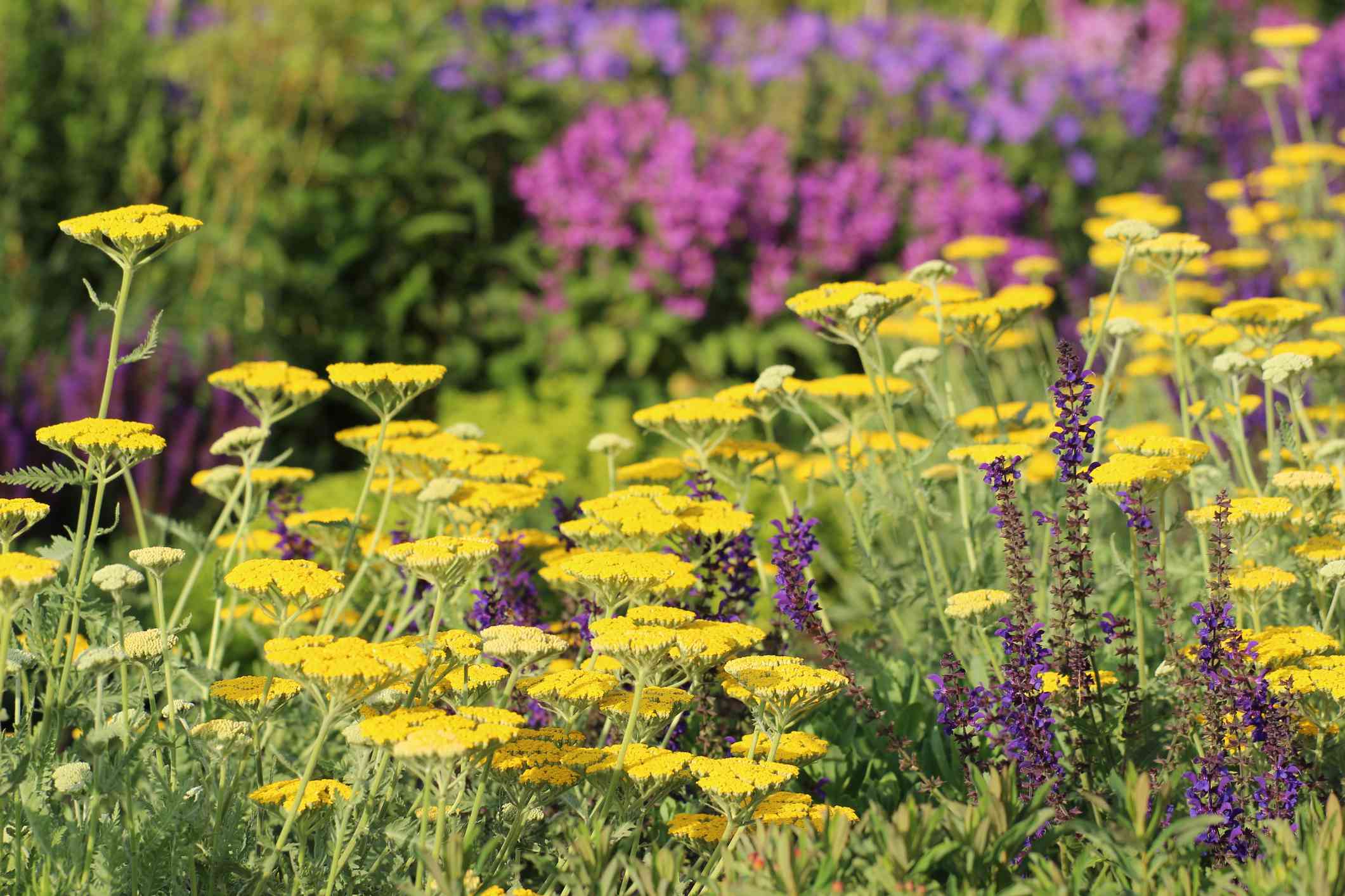 野花在庭院里。