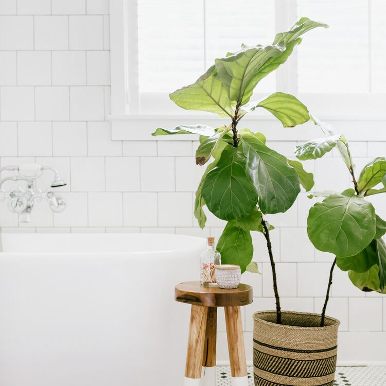 一间装饰着红色印花地毯和无花果树的浴室