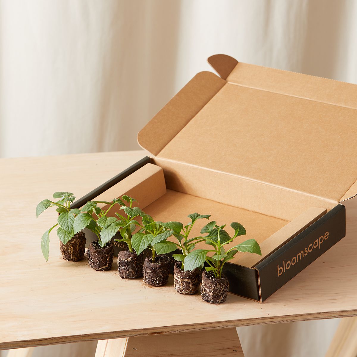 红色和黄色大丽花口音套件