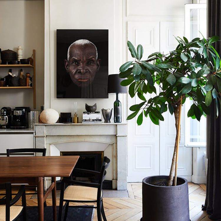 一个大盆栽橡胶树的一本世纪中叶的现代用餐区。