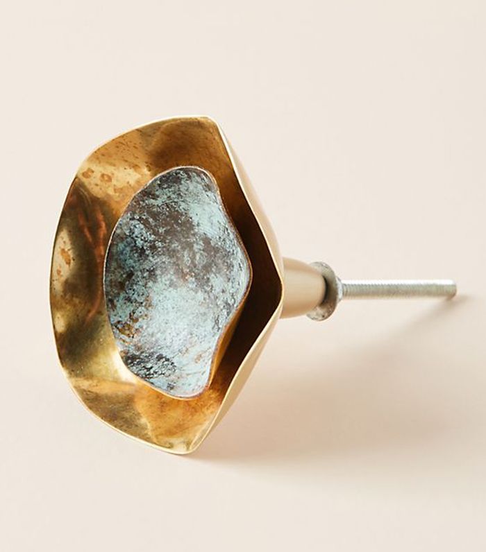 人类学万寿菊旋钮