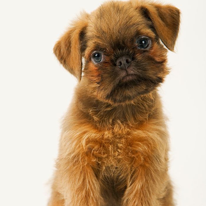 布鲁塞尔格里芬-10最美丽的犬种